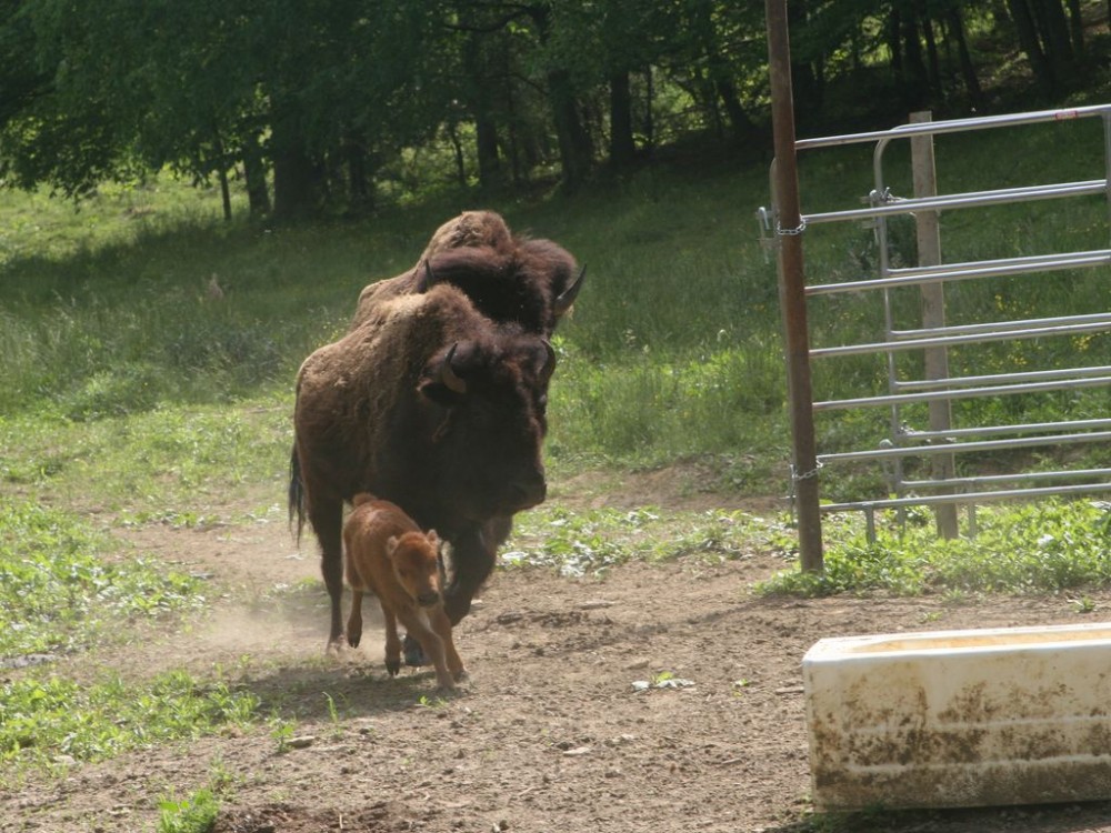 Clyde North Carolina Vacation Rental Bison Escape 3 Bedrooms